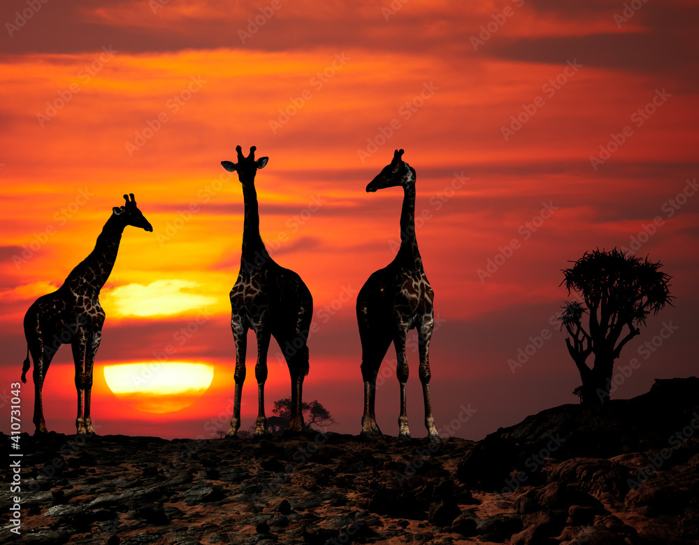 日落时的长颈鹿剪影