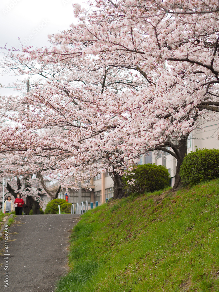 京都鴨川沿いの桜並木