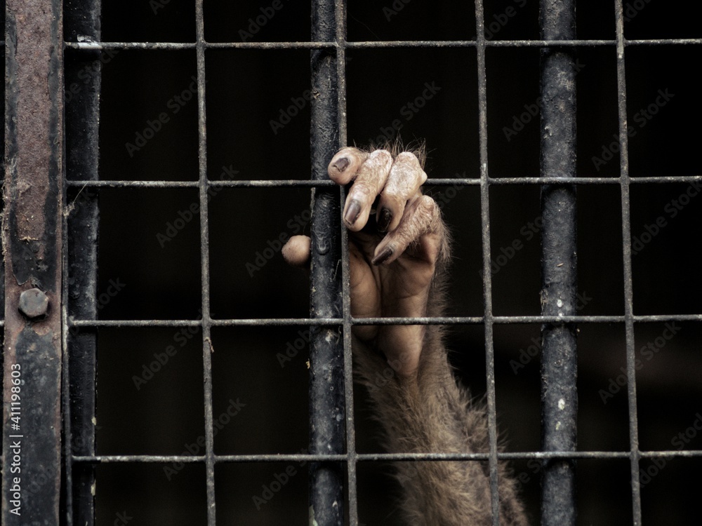 笼子里猴子的手。