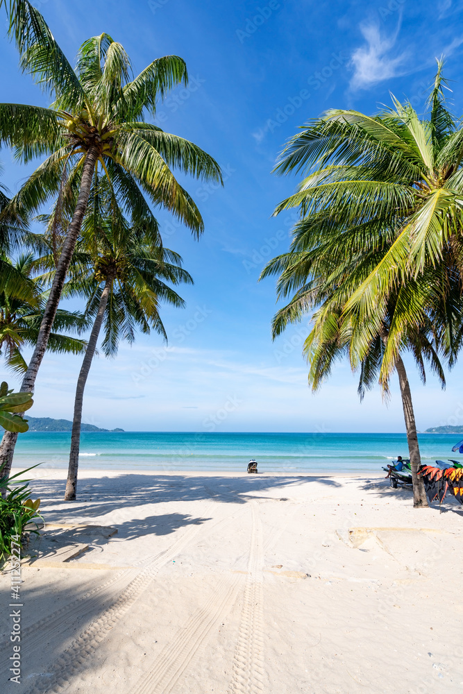 普吉岛巴东海滩的椰子树和绿松石海。夏季自然度假和热带动物