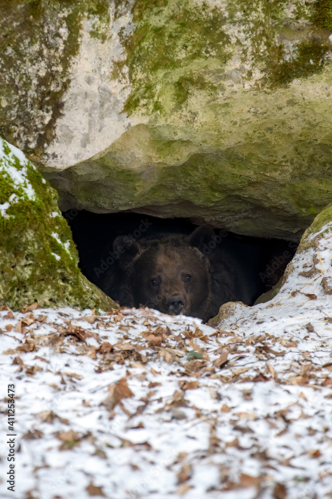 棕熊（Ursus arctos）在一块大石头下的树林里向外张望