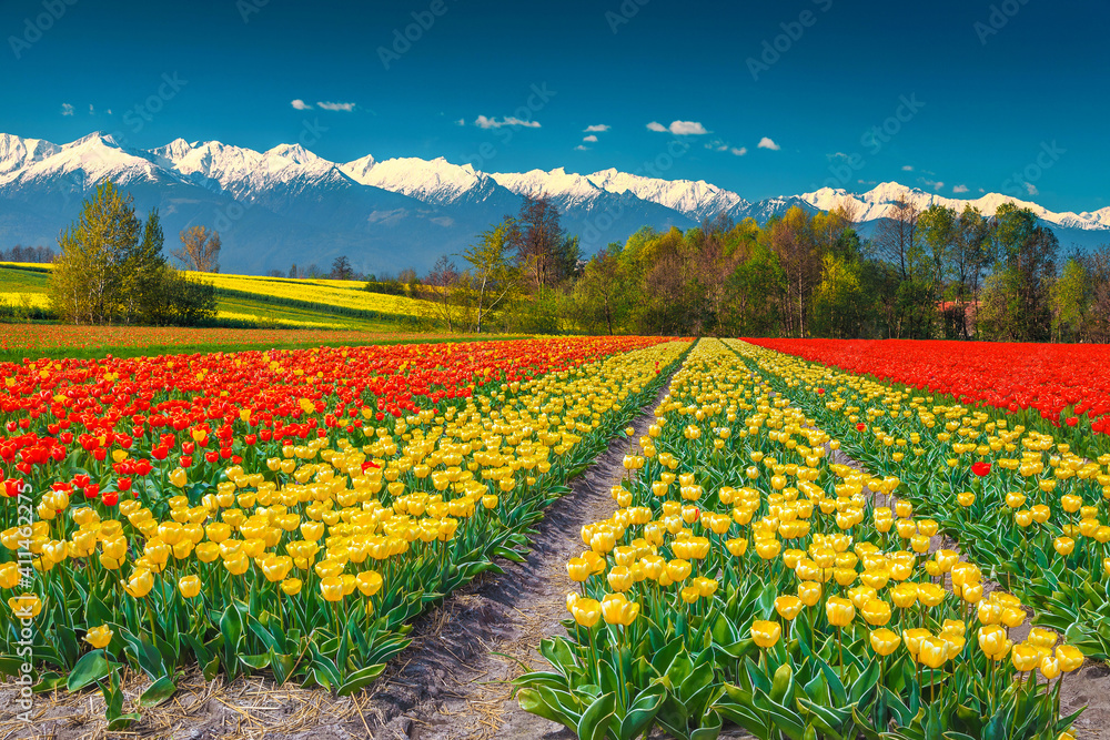 罗马尼亚特兰西瓦尼亚，背景是五颜六色的郁金香和雪山