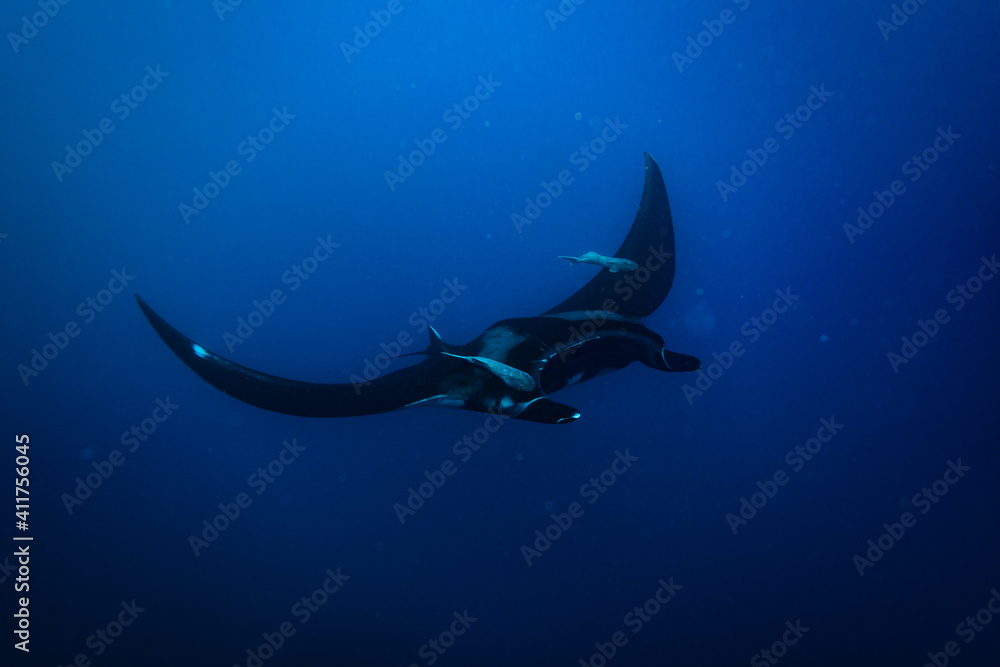 游泳蝠鲼照片，蓝色深处的翅膀上附着着两条远程鱼