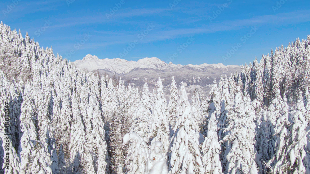 空中飞行：飞越白雪皑皑的森林，飞向雄伟的山脉。