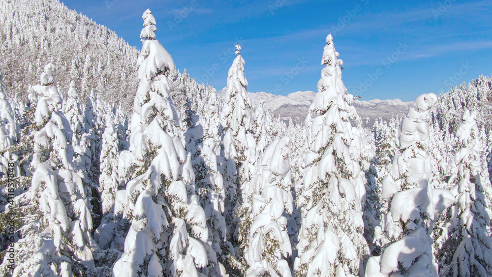 AERIAL：阳光明媚的斯洛文尼亚山区风景如画的白雪皑皑的乡村景观。