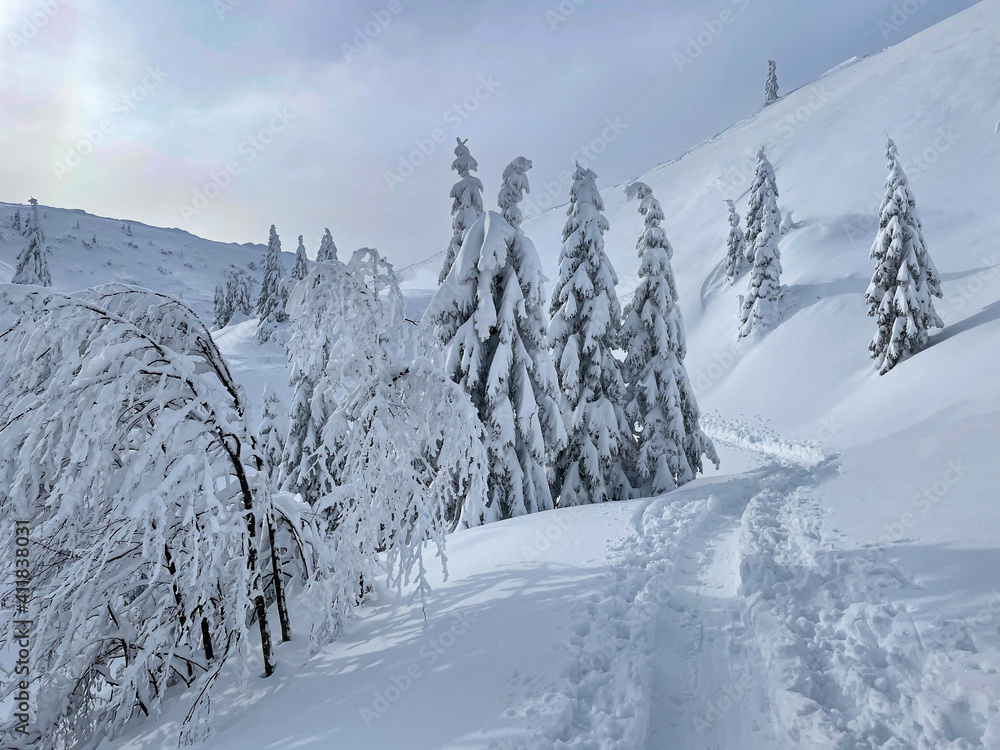 在田园诗般的斯洛文尼亚穷乡僻壤拍摄的白色冬季风景如画。
