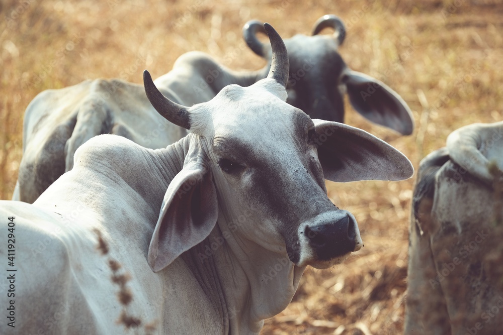 一头奶牛的画像，一头奶牛在热带草地上吃草。
