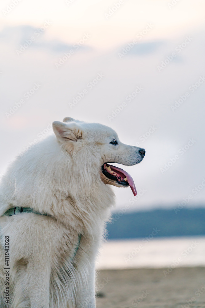 沙滩上的萨摩耶白色毛茸茸的狗。非常毛茸茸、精心打扮的萨摩耶狗坐在湖边。犬类骗局