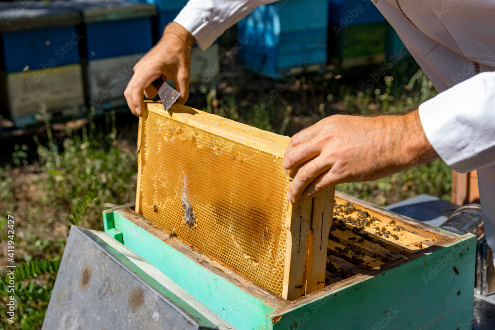 Man`s hands pull off a honeycell full of honey from a beehive. Unrecognizible beekeeper works at api