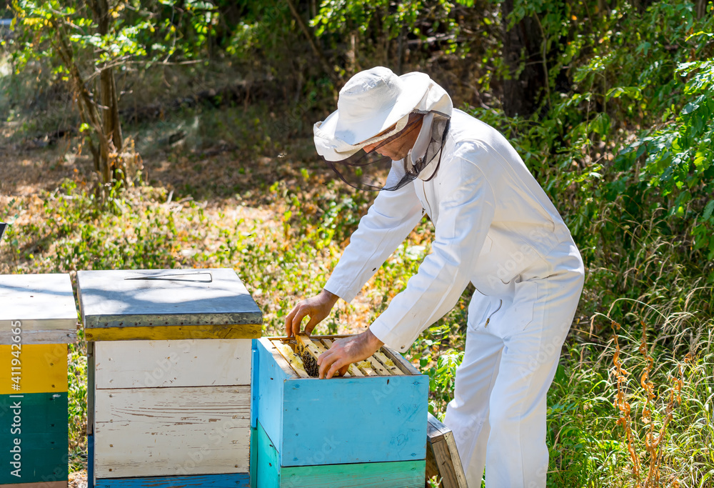 养蜂人在养蜂场采蜜。一名身穿白色防护服的男子。夏日花园背景