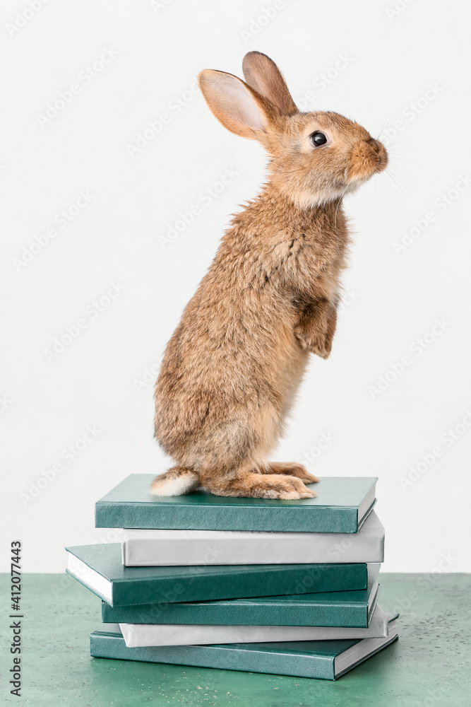 可爱的毛茸茸的兔子，在浅色背景下桌子上放着书