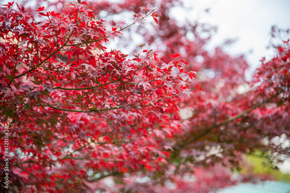 阳光明媚的日本枫树秋叶。