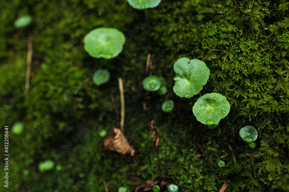 Moss covered rock and hydrocotyle vulgaris, also known as marsh pennywort, common pennywort, water n