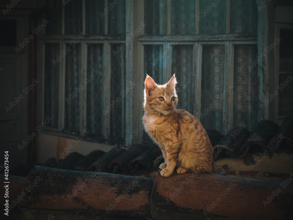 姜黄色的小猫坐在屋顶瓷砖上，背景是旧窗户