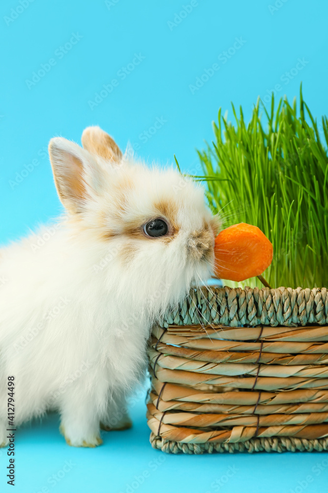 可爱有趣的兔子靠近盒子，背景是草和胡萝卜