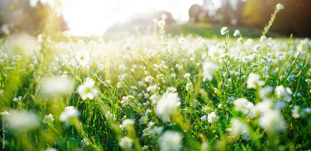 夏春季美丽的自然风光。户外草地上盛开着郁郁葱葱的绿草。小而蓬松