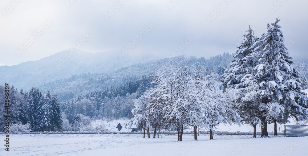 严寒的冬日，高山上的树木被雪花覆盖