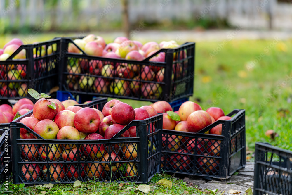 塑料箱里的苹果。秋天在花园里收获水果。有机农场里的红苹果