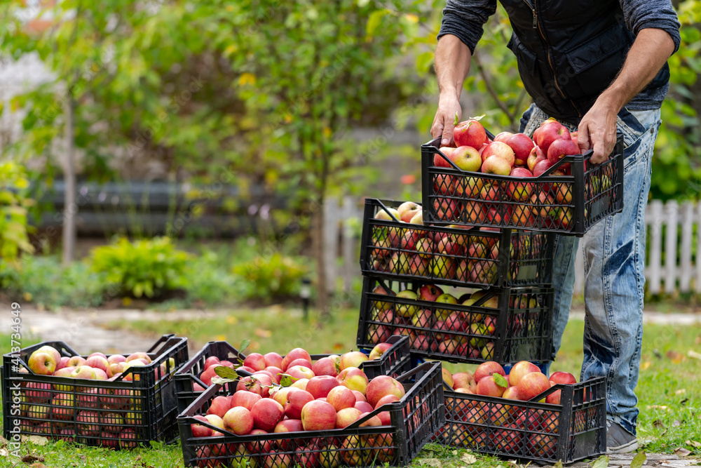 农民把刚收获的苹果装在盒子里。农业和园艺概念。有机成熟的红色应用程序