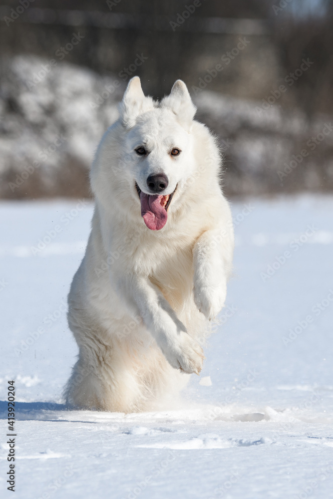 白色瑞士牧羊犬在雪地上奔跑
