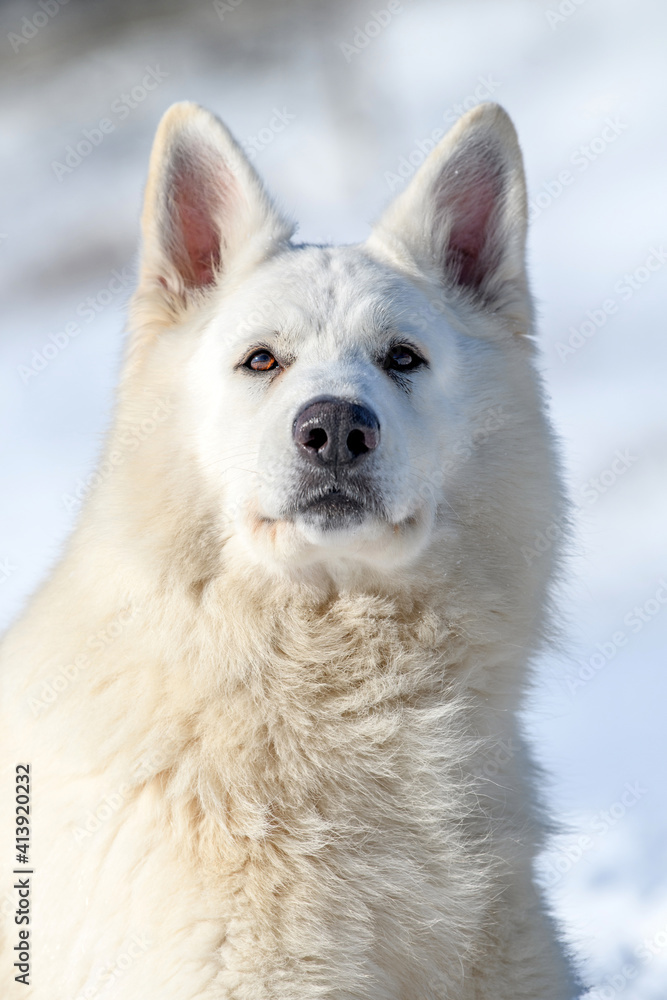 雪地上奔跑的白色瑞士牧羊犬