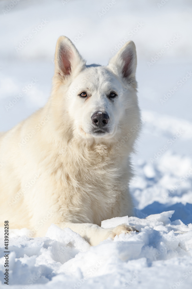 雪地上奔跑的白色瑞士牧羊犬