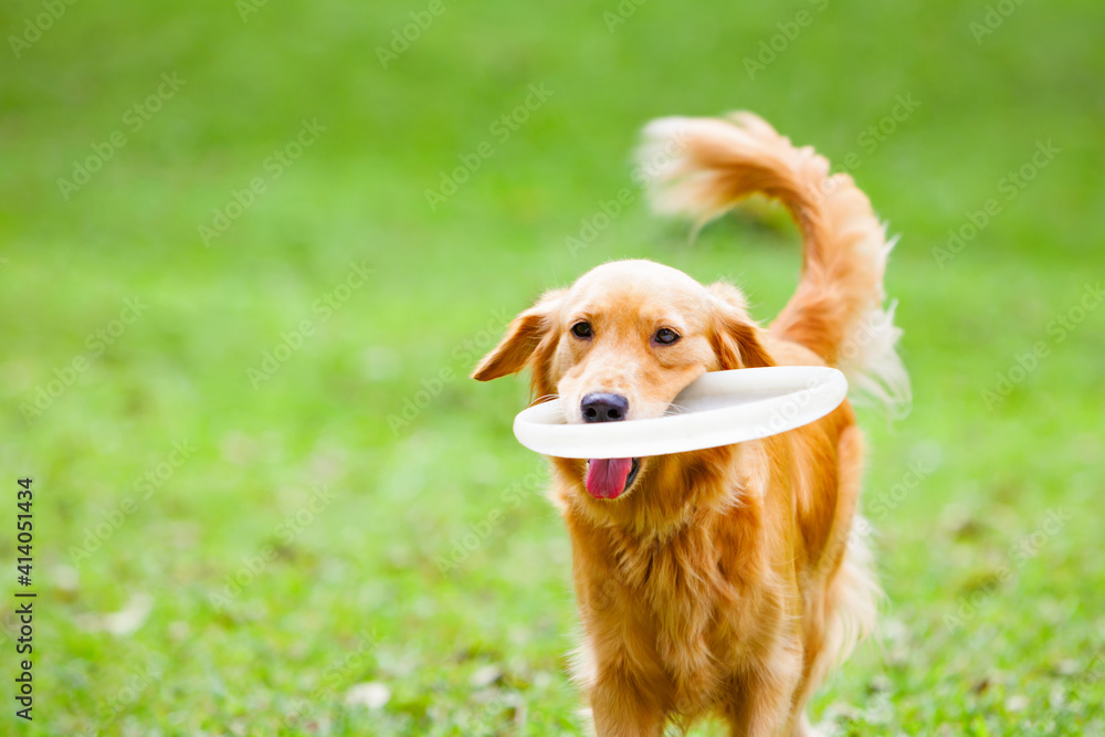 金毛寻回犬在户外散步时玩得很开心的照片。快乐的狗捕捉并取回飞盘。Acti