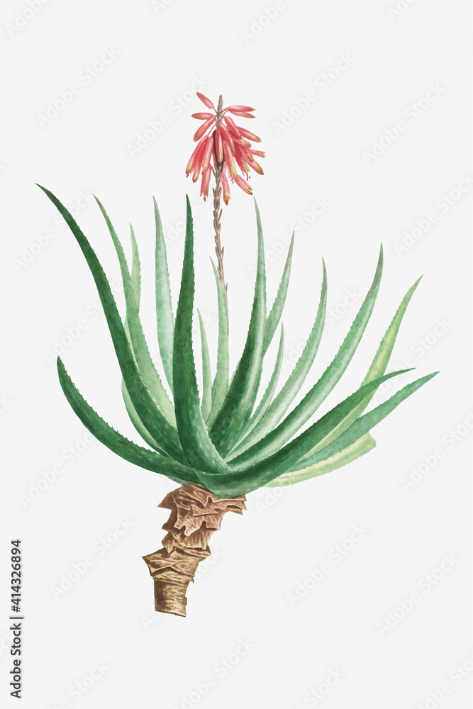Vintage Aloe Socotrina vector