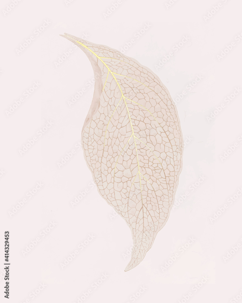 Adelaster Albivenis, engraved leaf vintage illustration vector, remix from original artwork of Benja