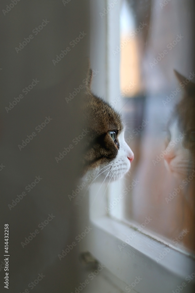 可爱的虎斑猫透过窗户看。选择性聚焦。