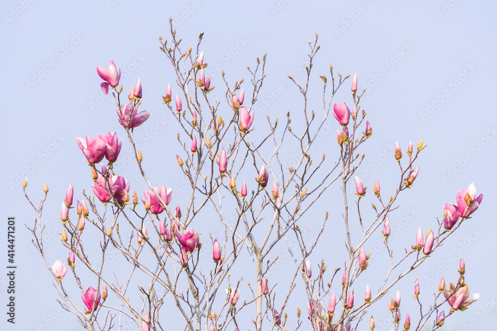 Beautiful magnolia flowers in Spring garden with blue sky background