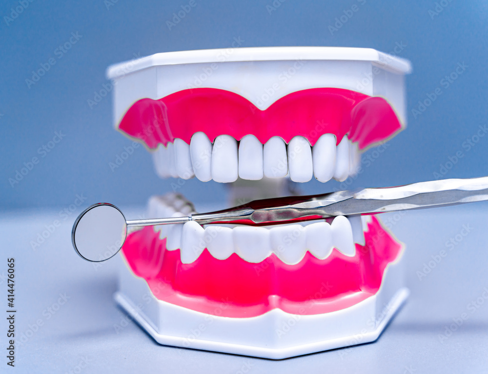 口腔医学和牙科治疗概念。牙齿解剖模型和牙齿上的医疗设备