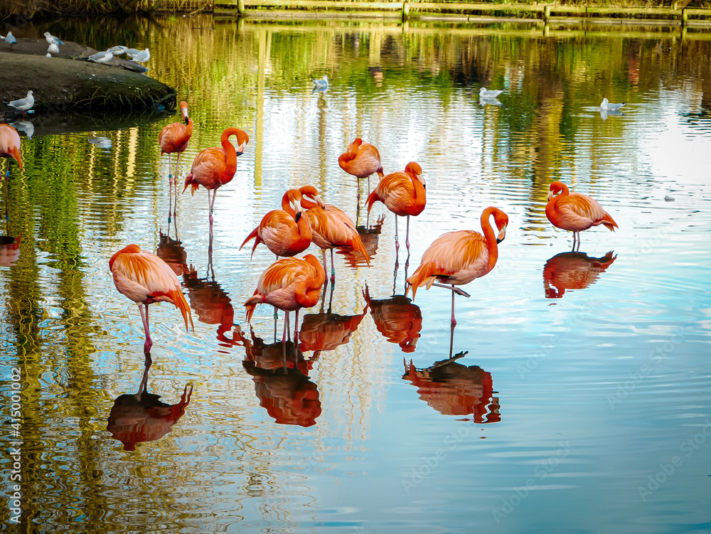 一群火烈鸟在湖中浅水处聚集