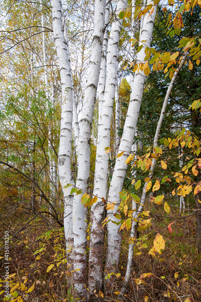 秋天的白桦林景观。