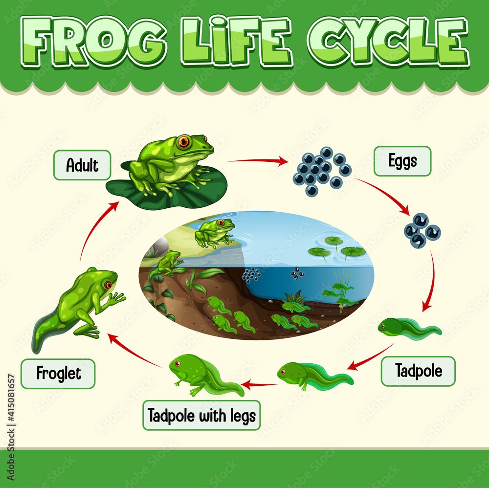 青蛙生命周期图