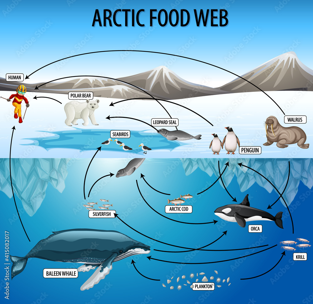 Education poster of biology for food webs diagram