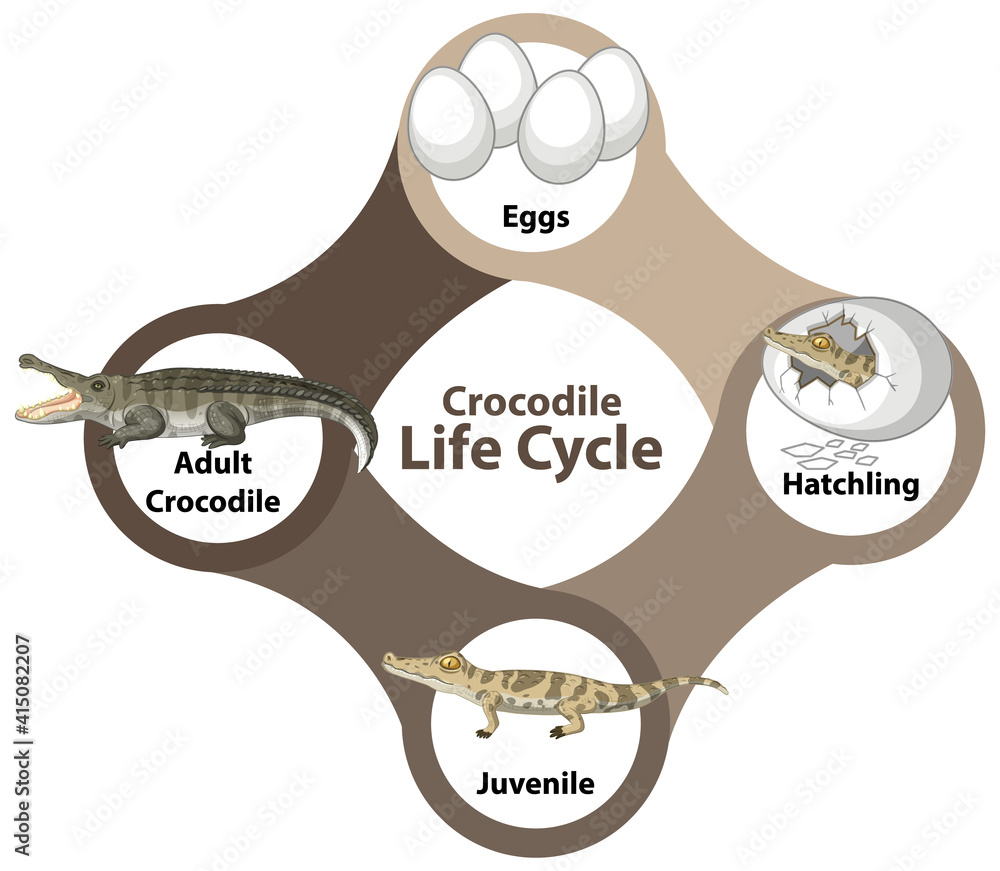鳄鱼生命周期图