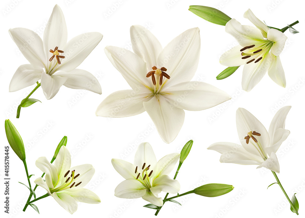 白色百合花系列