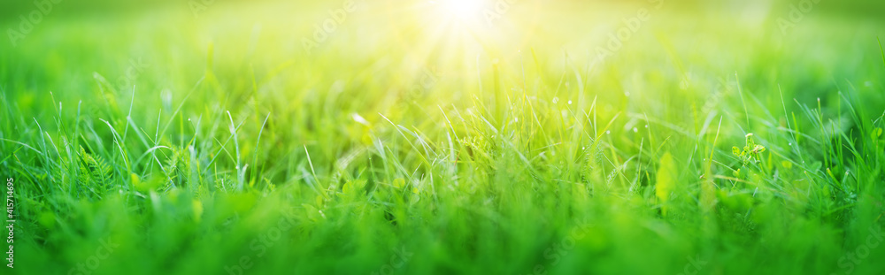 阳光明媚的夏日，清新的绿草背景