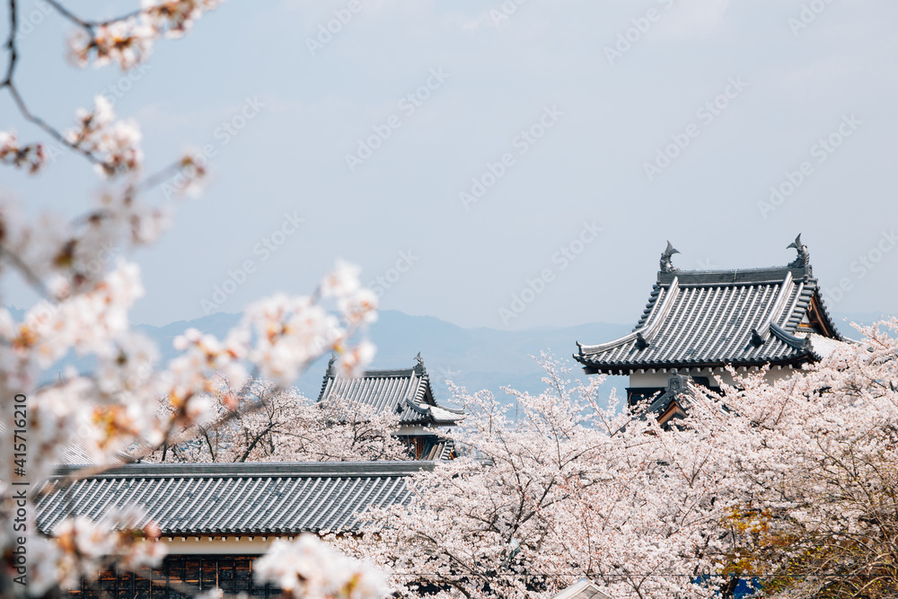 日本奈良樱花盛开的郡山城堡公园