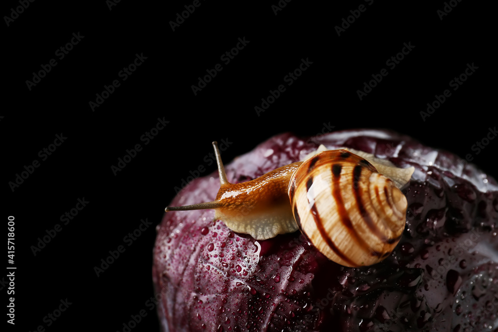 深色背景下的蜗牛和紫色卷心菜