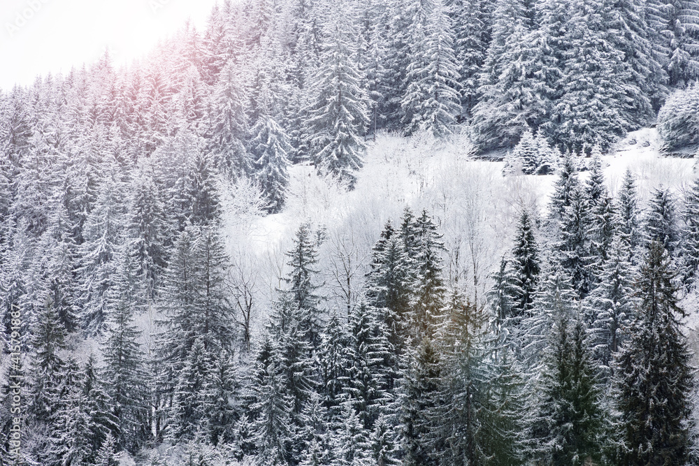 冬天山上美丽的积雪冷杉林