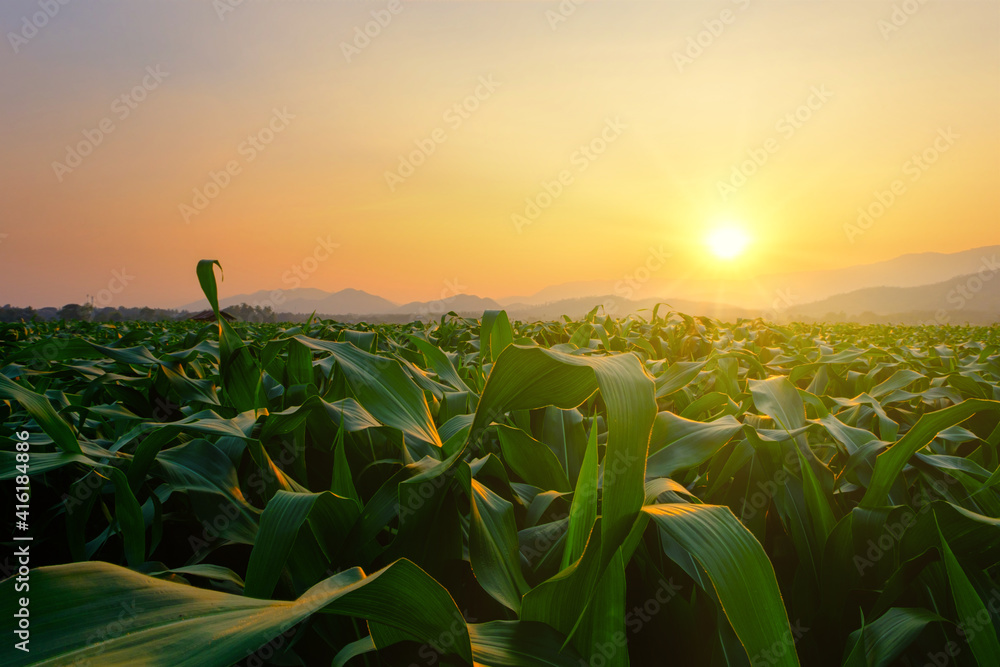 农业花园里的绿色玉米地，阳光照耀着日落