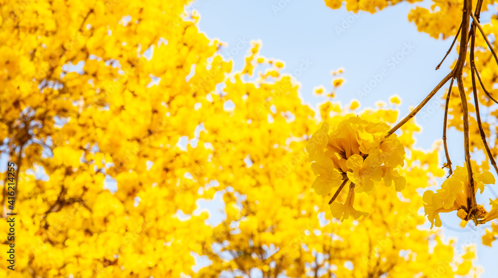 春天盛开的黄花