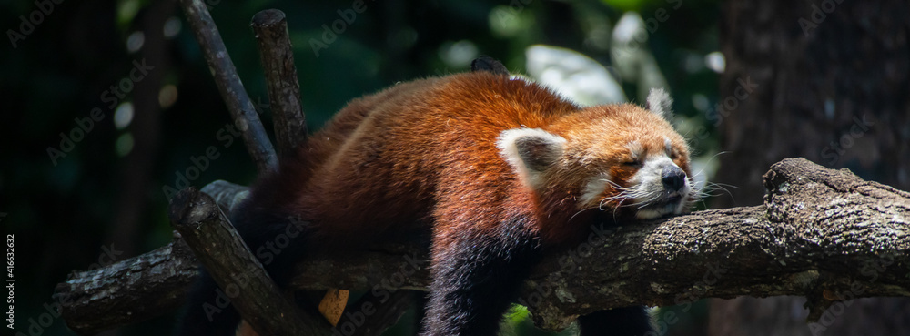 一只睡在树上的红熊猫