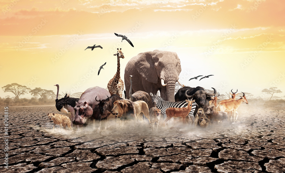 一群非洲动物长颈鹿、狮子、大象、猴子和其他动物在干旱的土壤上