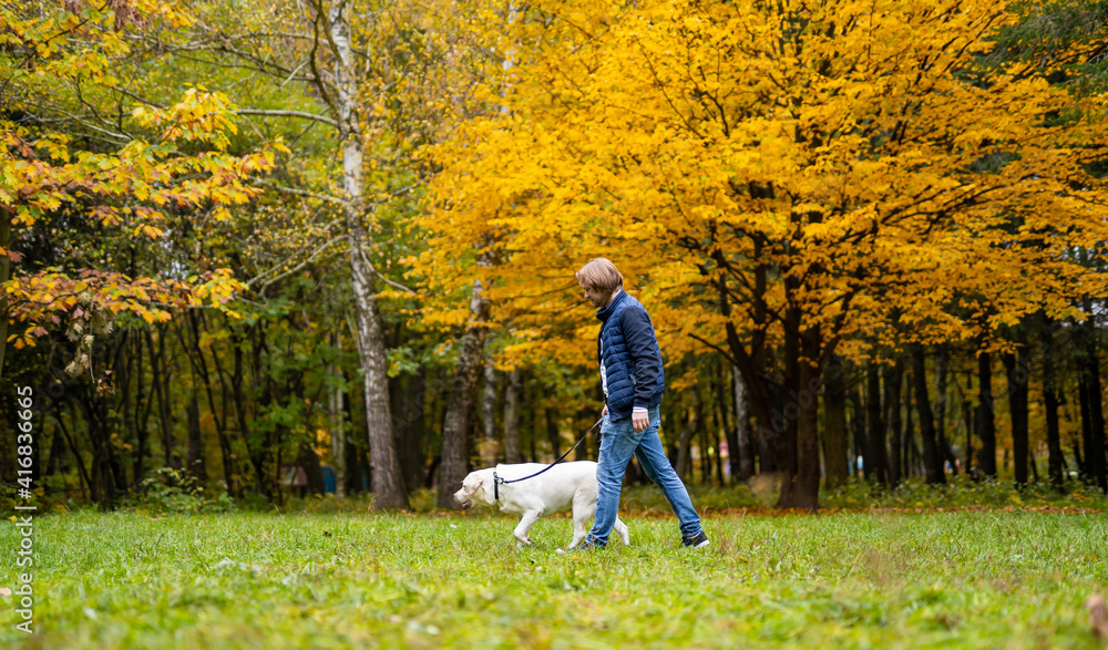 寻回犬和主人在公园里奔跑。树上有金色的叶子。秋天很美。最好的朋友