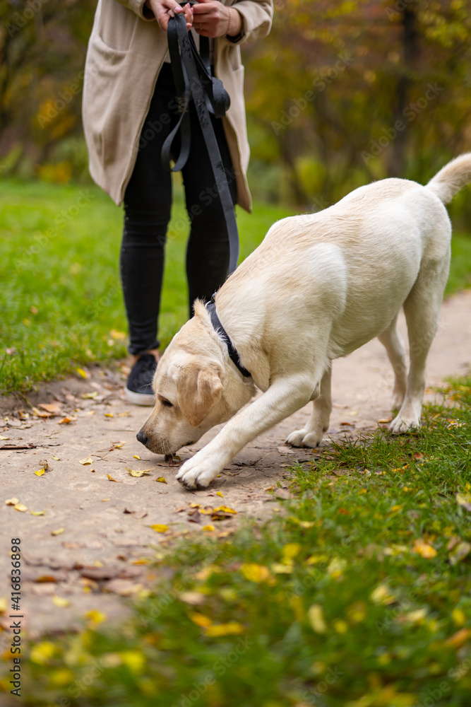Retriver狗在公园里和主人散步时发出呜呜声。秋天的公园背景。