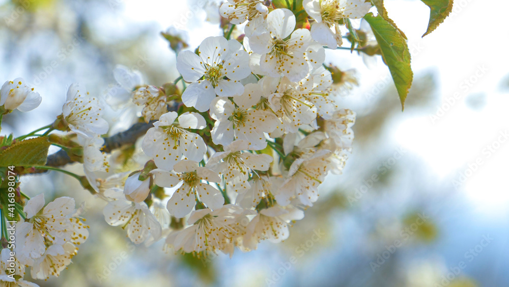特写一棵正在萌芽的樱花树在春天的高峰期开花的详细照片