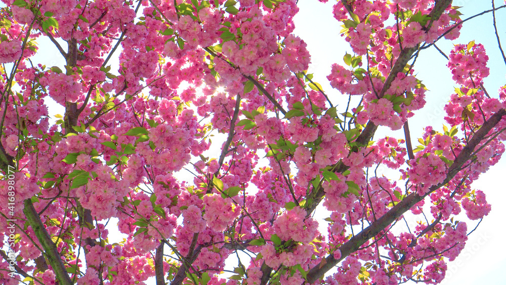 CLOSE UP Bright spring sun shines on the pink blossoming canopy of a cherry tree